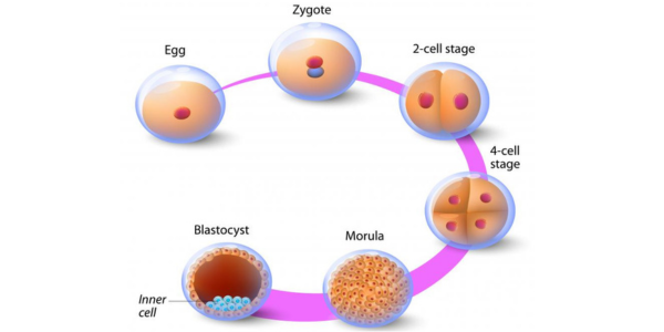 Enhanced egg production process in Navi Mumbai at Sattva Fertility Care Center