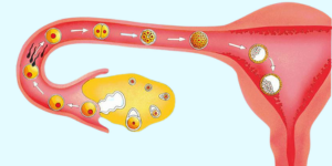 Ovulation Induction at Sattva Fertlity Care Center