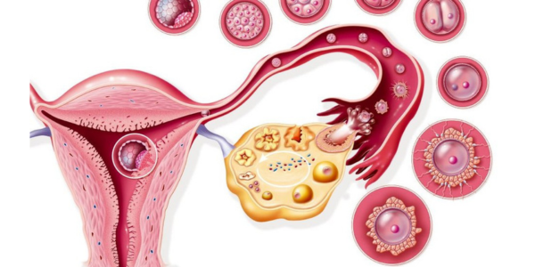 Ovulation monitoring procedure in Navi Mumbai at Sattva Fertility Care Center